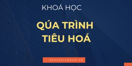Khoá Học Quá Trình Tiêu Hoá